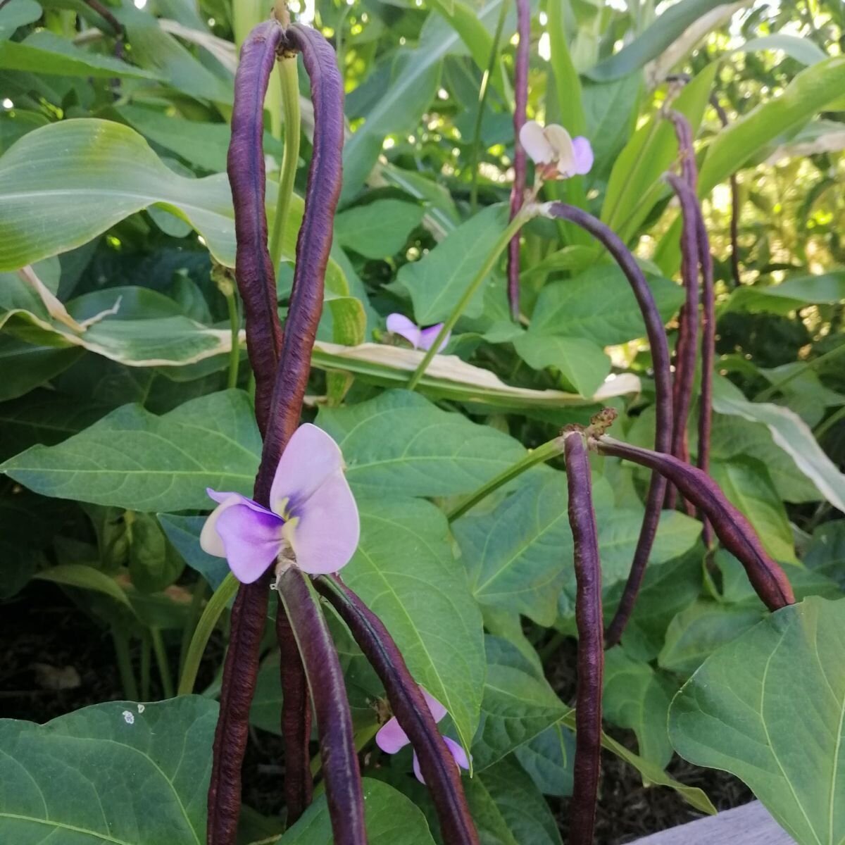 Snake Bean - Dwarf Burgundy Seeds