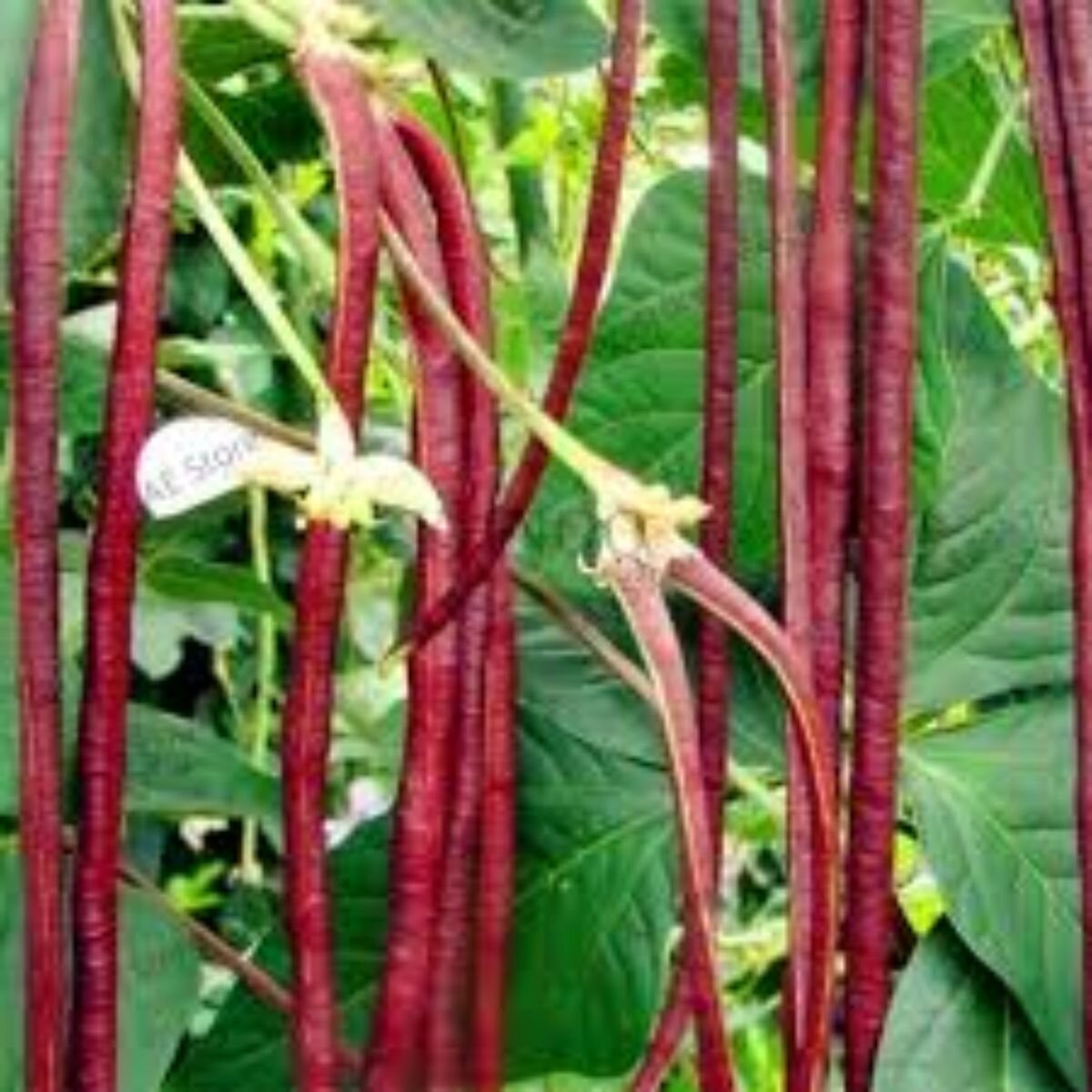 Snake Bean - Red Noodle Seeds