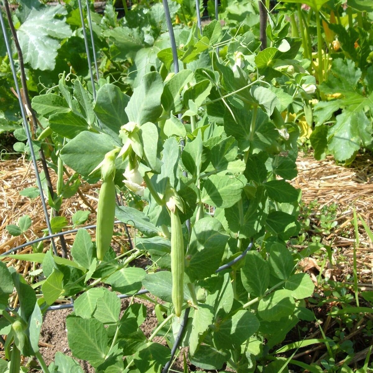 Snap Pea - Sugar Bon Seeds