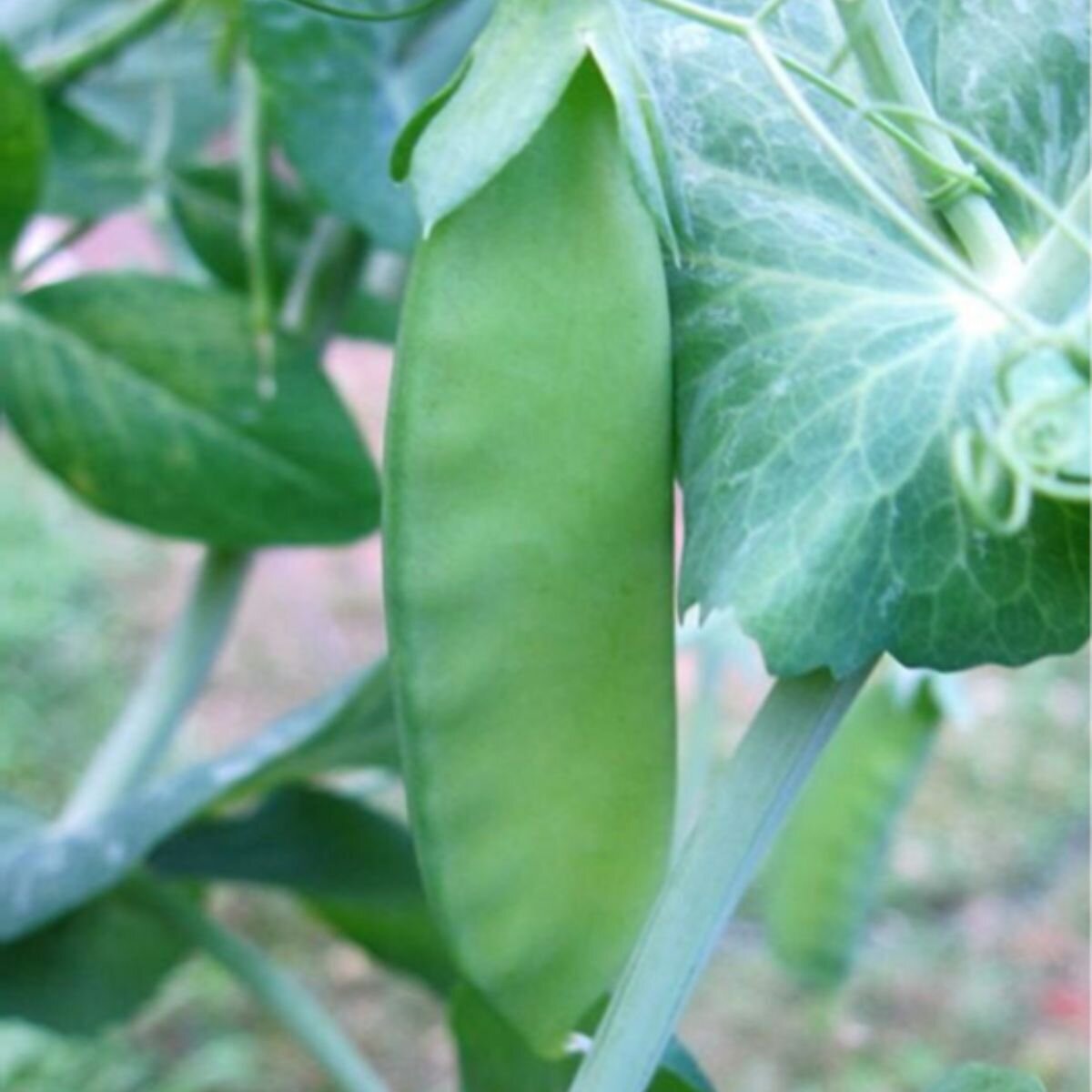 Snow Pea - Mammoth Melting Seeds