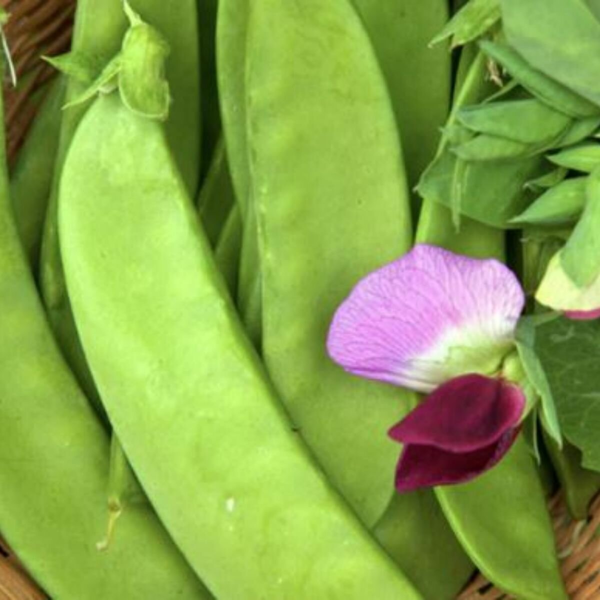 Snow Pea - Yukamo Giant Seeds