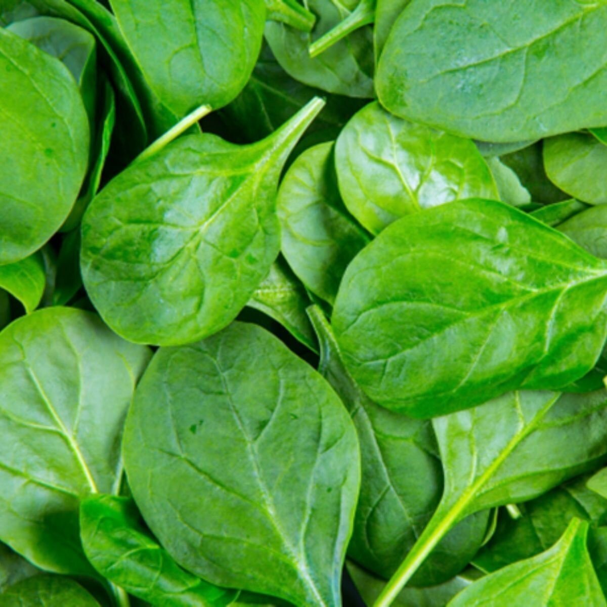 Spinach - Baby Leaf Seeds
