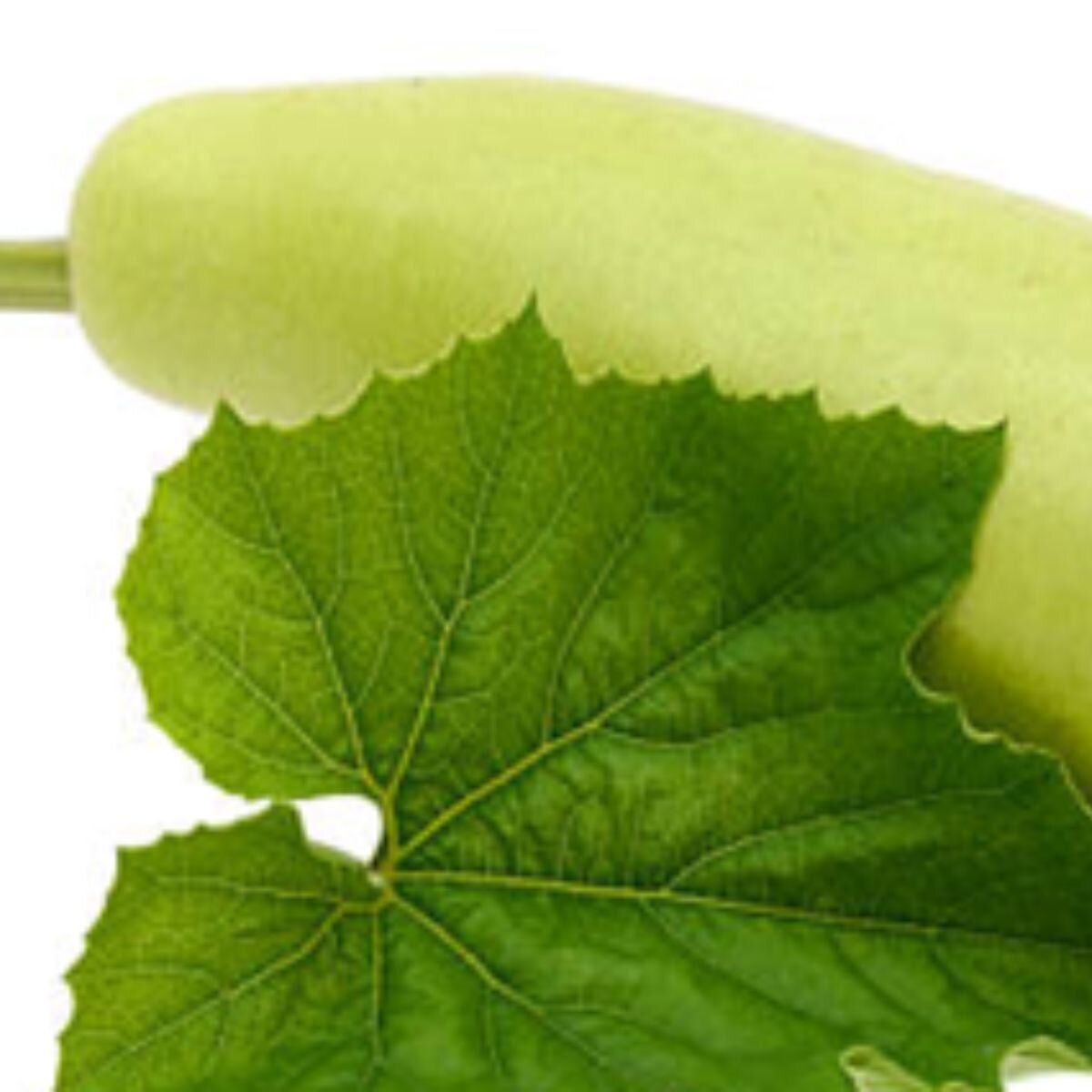 Squash - Cucuzza Seeds