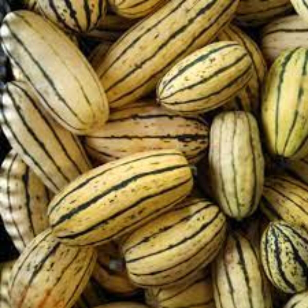 Squash - Delicata Seeds