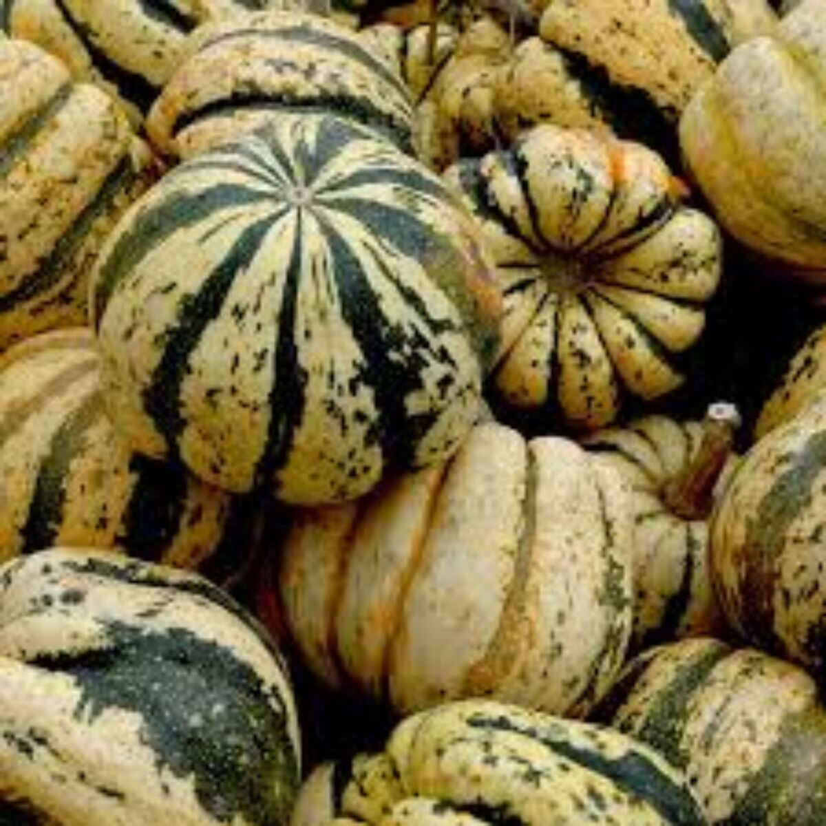 Squash - Sweet Dumpling Seeds