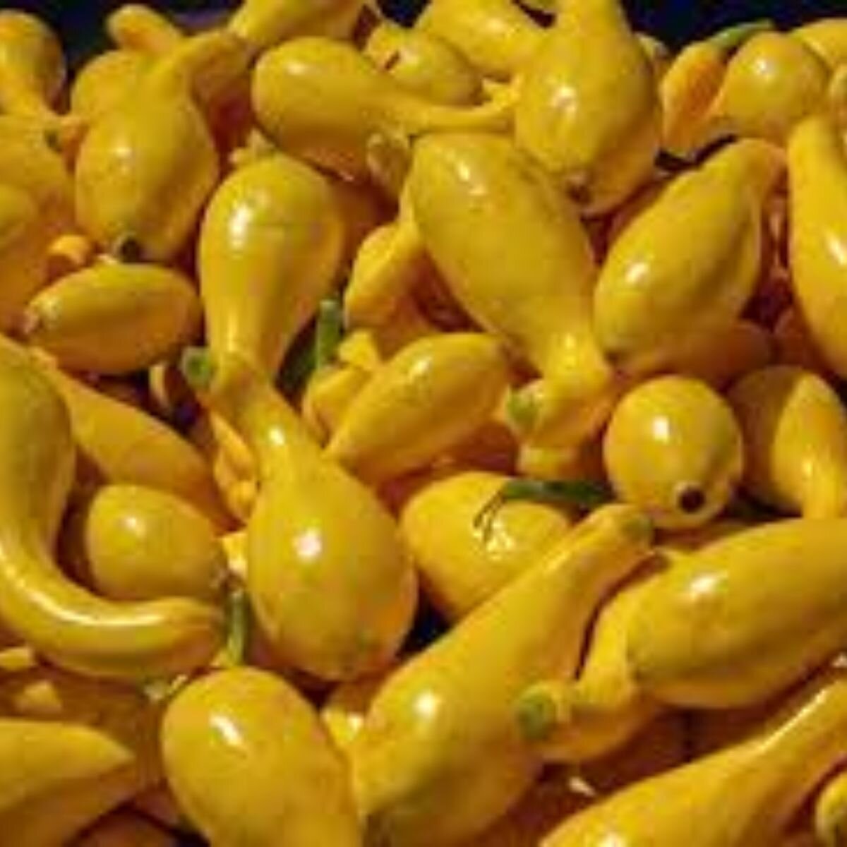 Squash - Yellow Crookneck Seeds