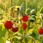 Strawberry (Alpine) - Baron Solemacher