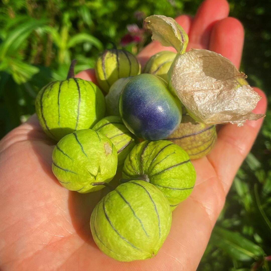 Tomatillo - Purple seeds