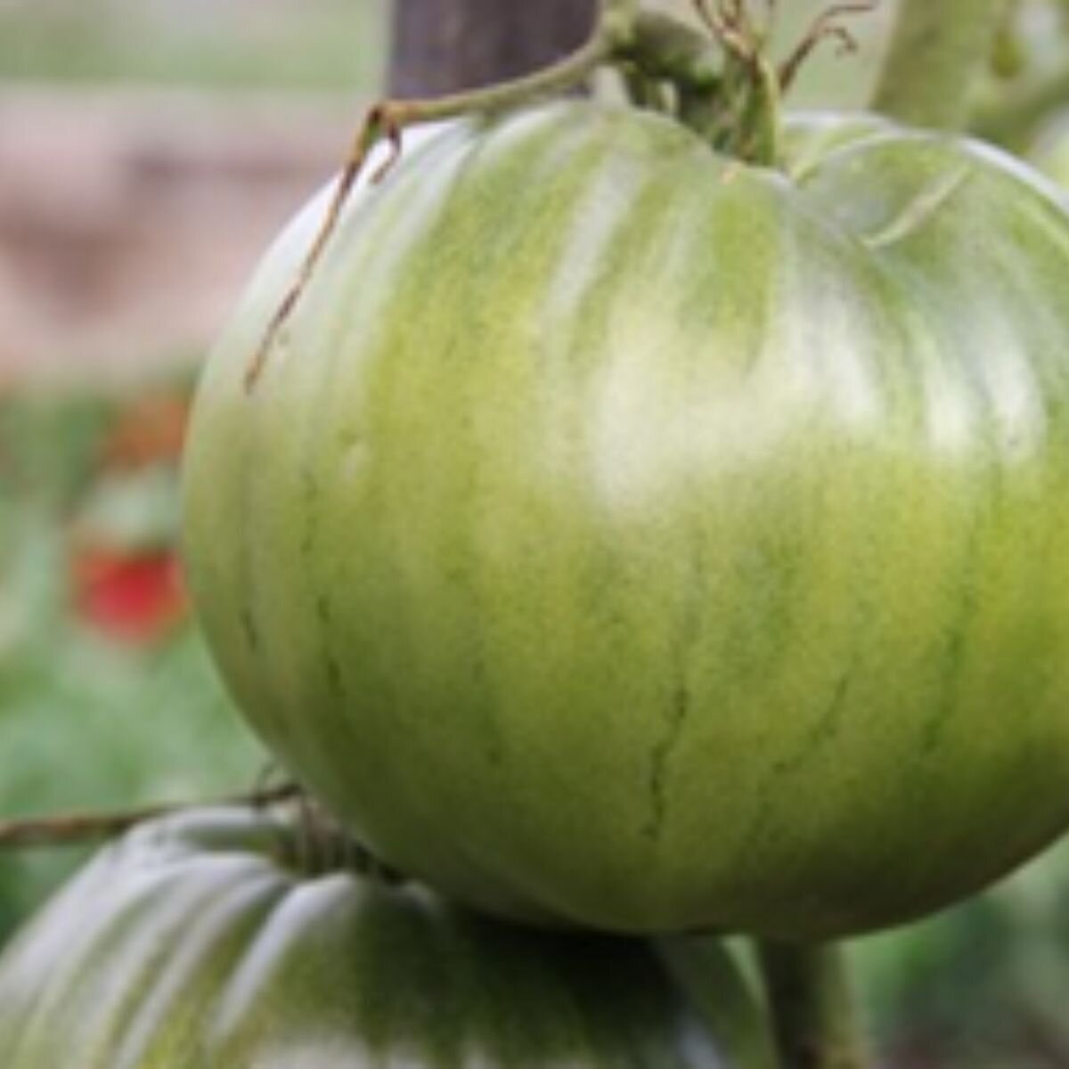 Tomato - Aunt Ruby's Green Seeds