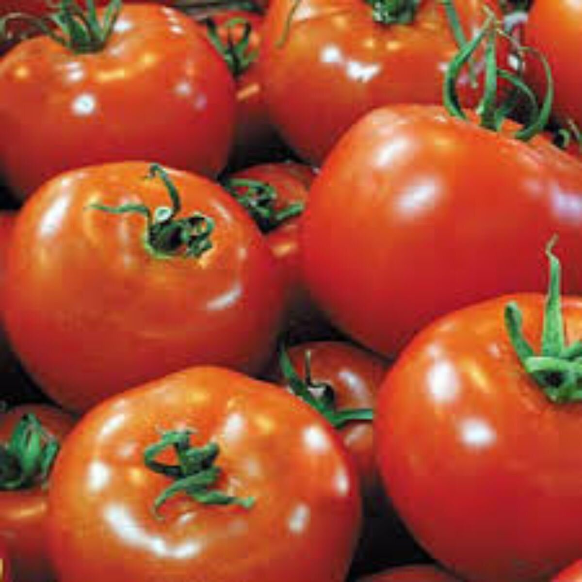 Tomato - Grosse Lisse Seeds