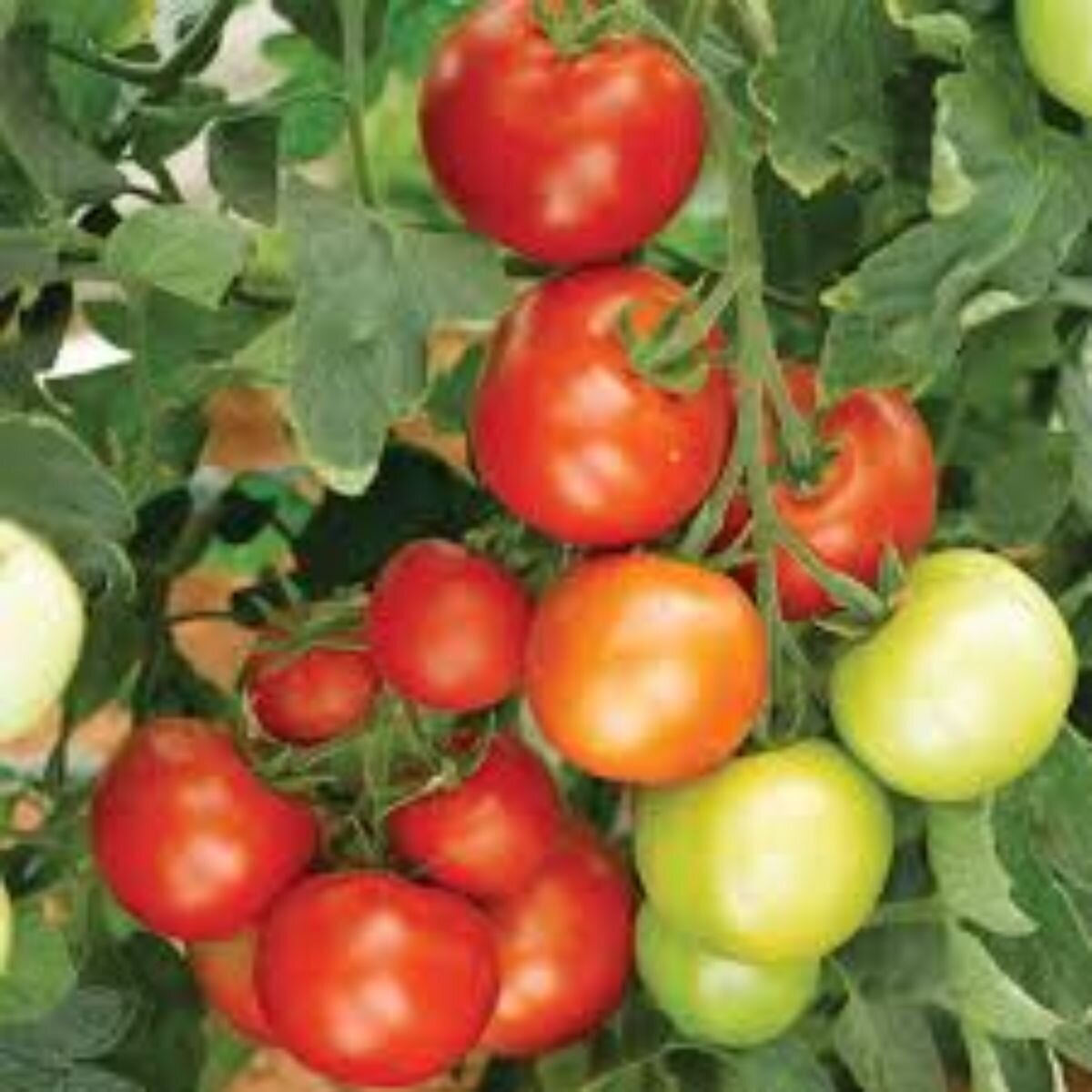 Tomato - Money Maker Seeds
