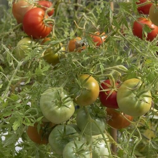 Tomato - Silvery Fir Tree seeds