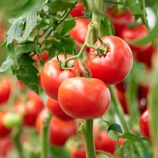 Tomato - Sweet William Seeds