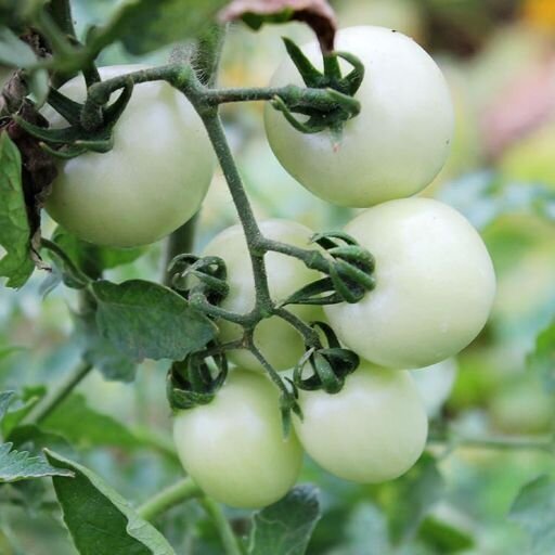 Tomato- White Cherry