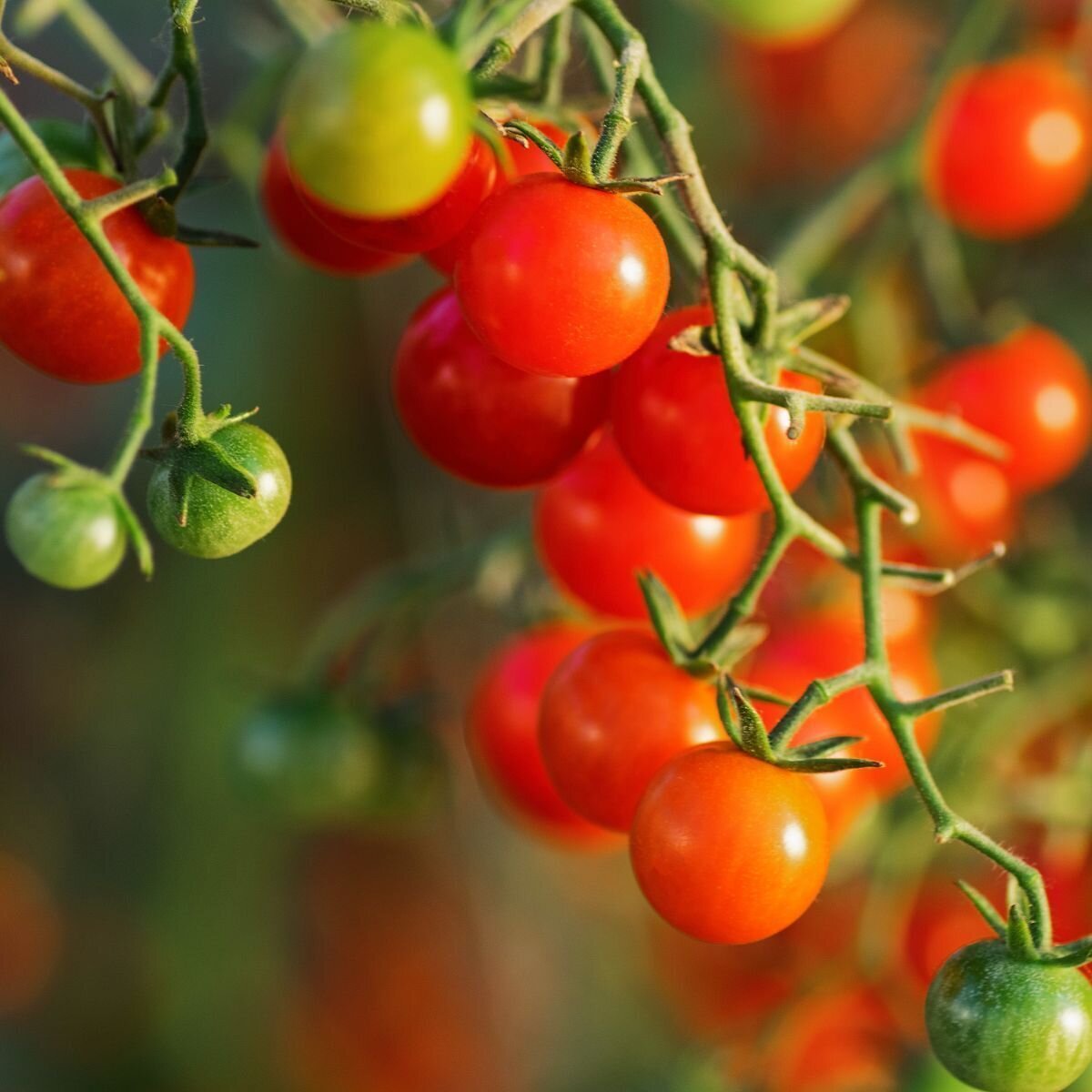 Tomato - Wild Sweetie Seeds
