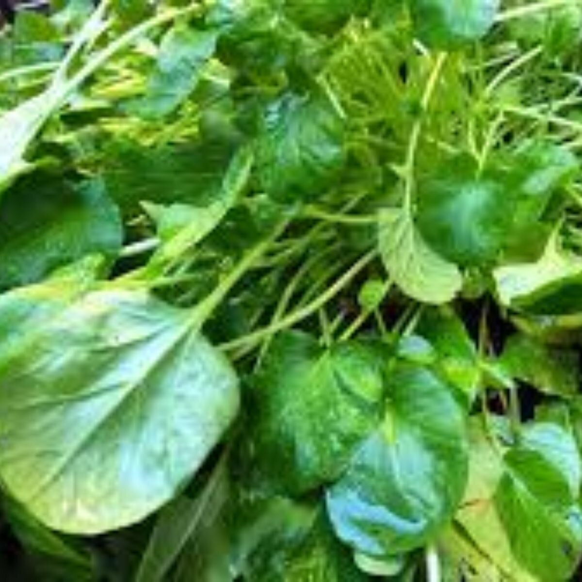 Upland cress / Land cress Seeds
