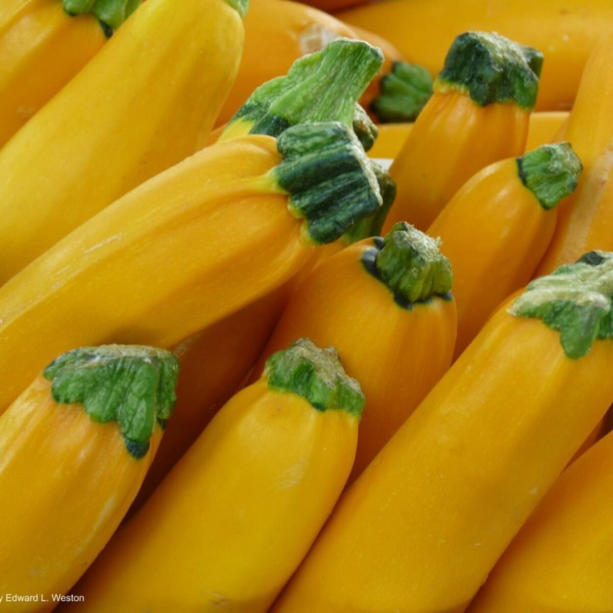 Zucchini - Golden Seeds