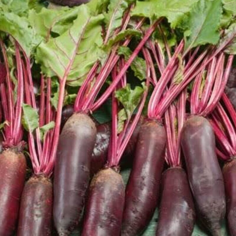 Beetroot - Cylindra Seeds