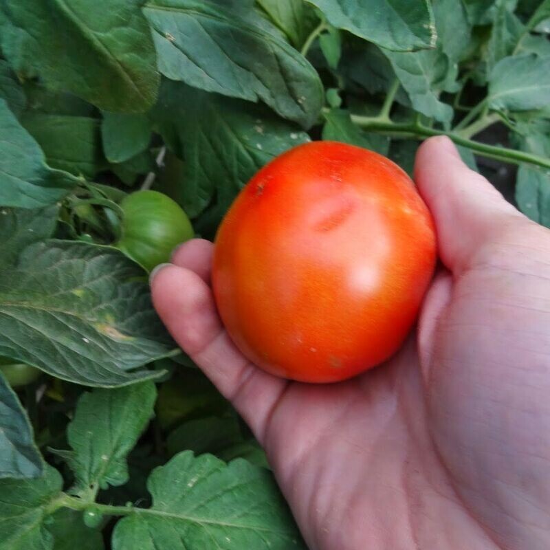 Tomato - Canabe Super Seeds