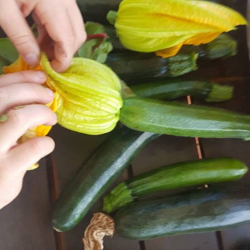 Zucchini - Black Beauty Seeds