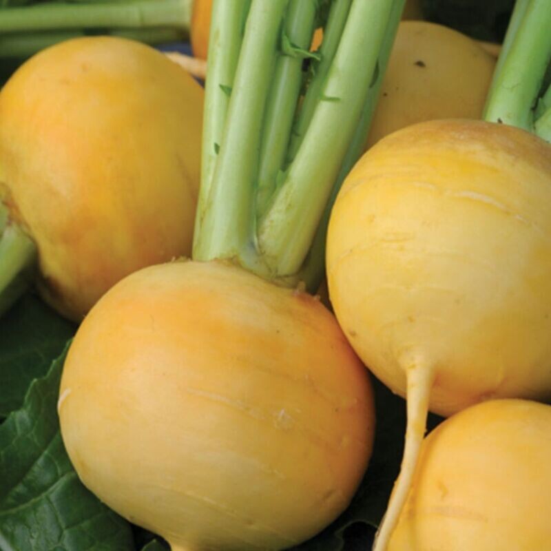 Turnip - Gold Ball Seeds