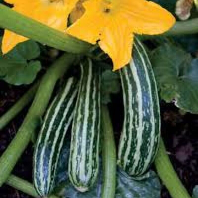 Zucchini - Cocozelle Seeds