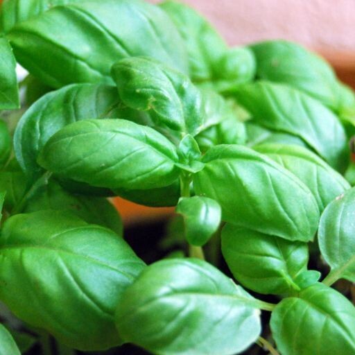 Basil - Genovese seeds