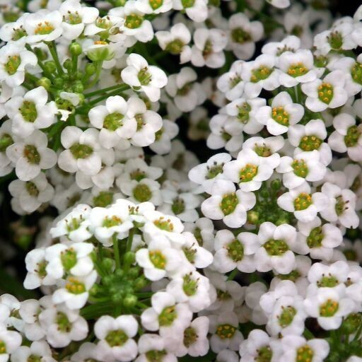 Alyssum- Benthamii seeds