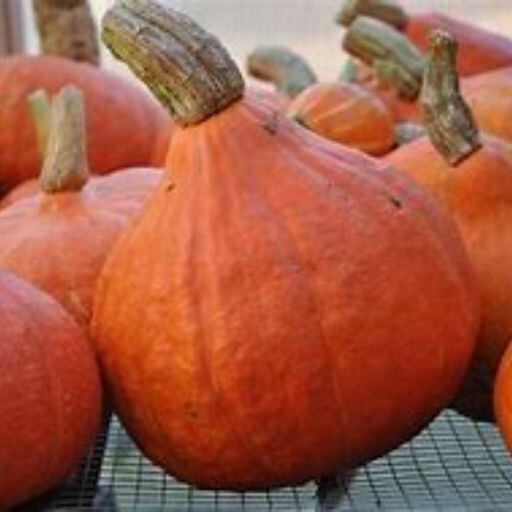 Squash - Red Kuri seeds