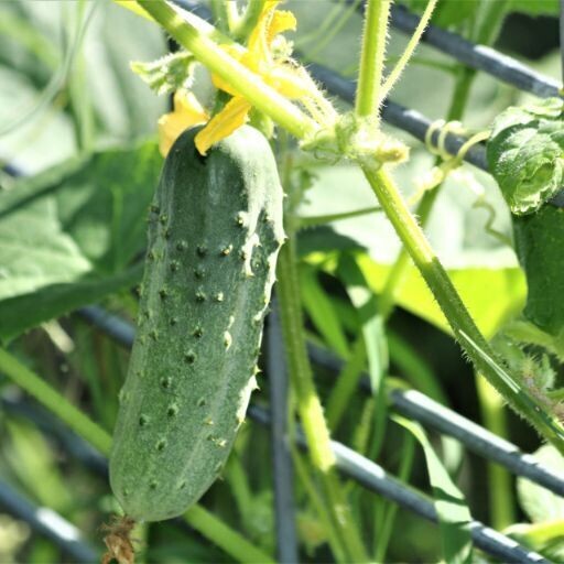 Cucumber - Spacemaster seeds