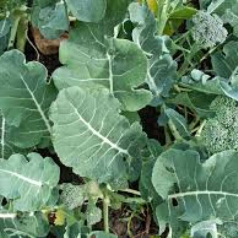 Broccoli - Green Sprouting Seeds