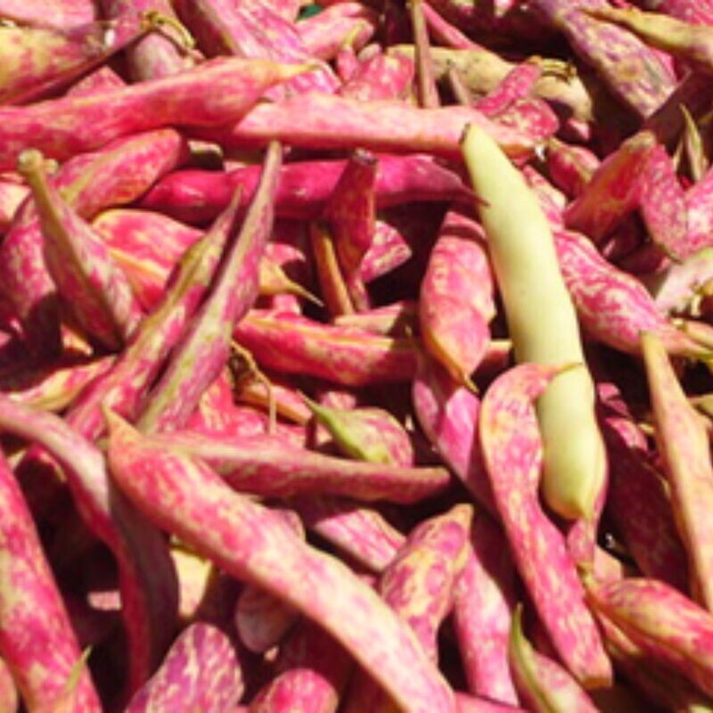Bean - Tongue Of Fire Seeds