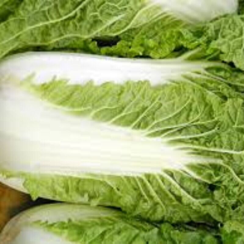 Chinese Cabbage - Wong Bok Seeds