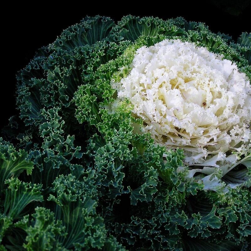 Kale - Ivory Garden Seeds