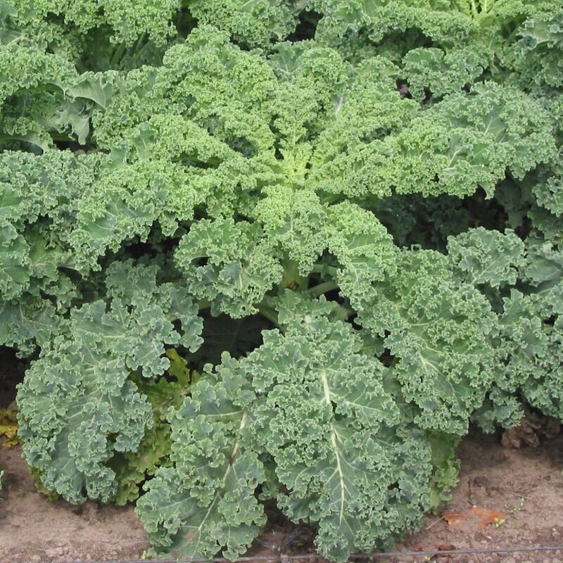 Kale - Dwarf Blue Curled Seeds