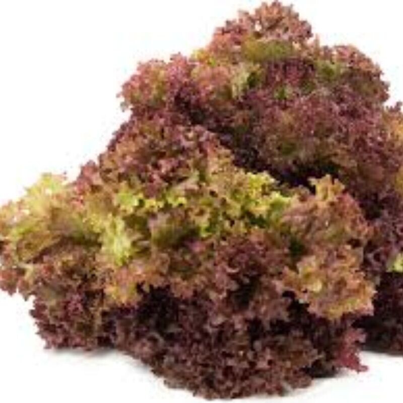 Lettuce - Selway Red Seeds