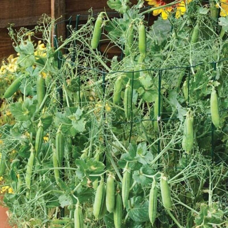 Pea - Novella Seeds