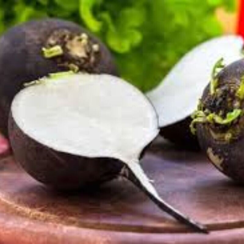 Radish - Black Spanish Round Seeds