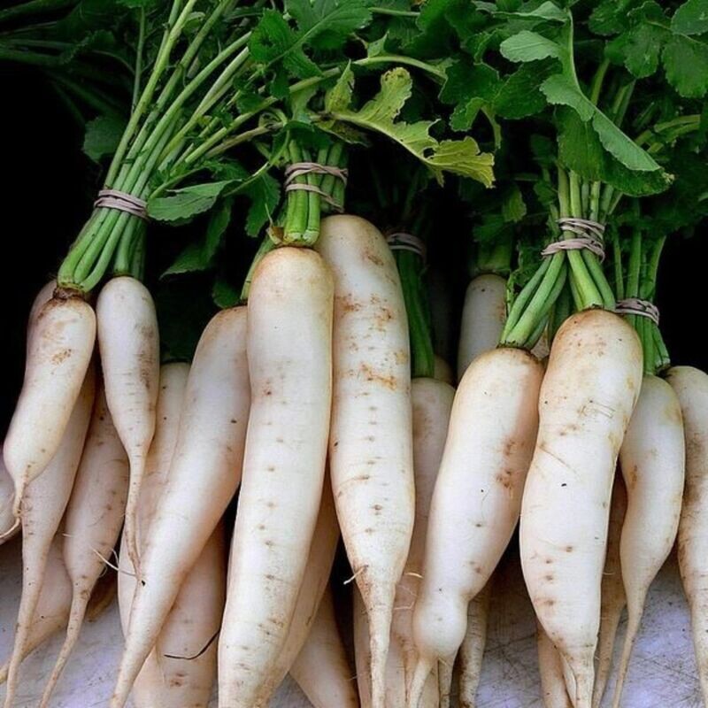 Radish - Daikon Seeds