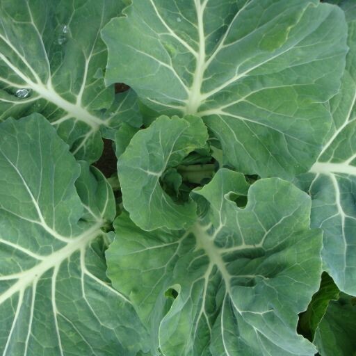 Cabbage 'Tronchuda' Seeds (Portuguese cabbage)