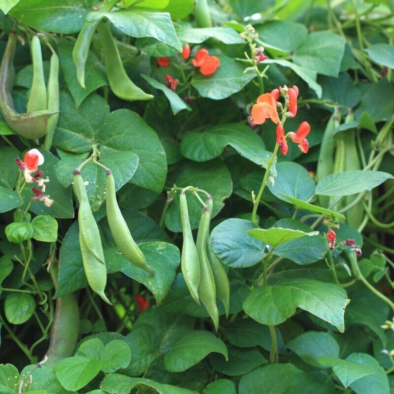 Runner Bean - Scarlet Emperor Perennial Seeds