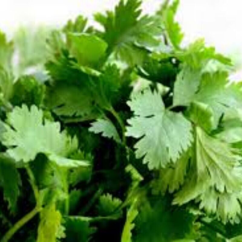Coriander Seeds