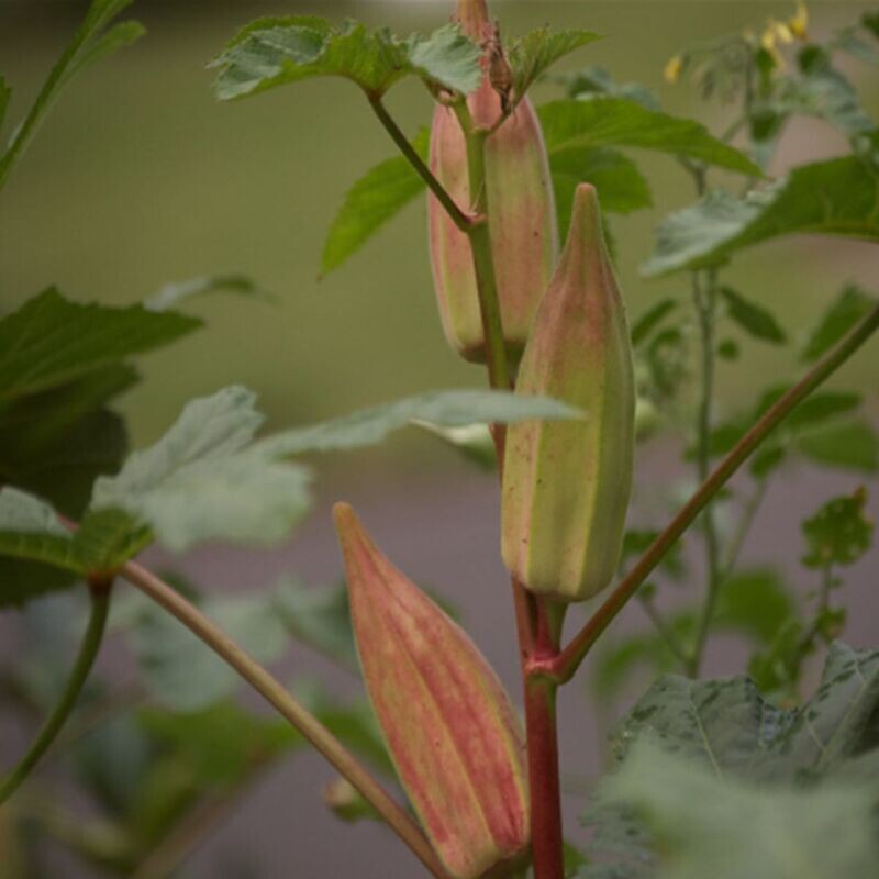 Okra - Hill Country Red Seeds