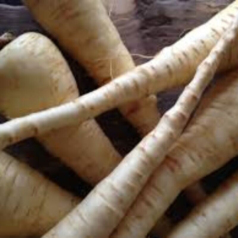 Parsnip - Lancer Seeds