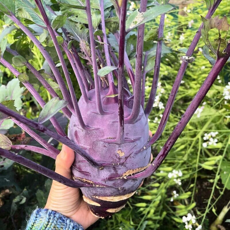 Kohl Rabi - Purple Vienna Seeds