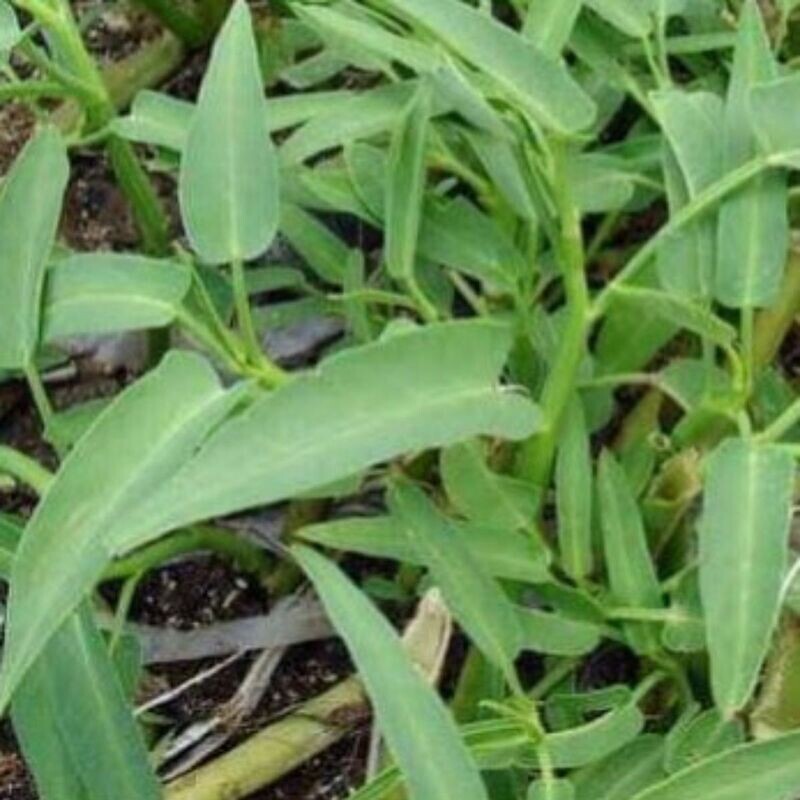 Kang Kong - Bamboo leaf Seeds