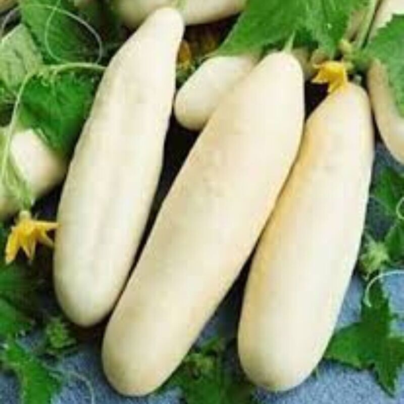 Cucumber - Redlands Long White Seeds