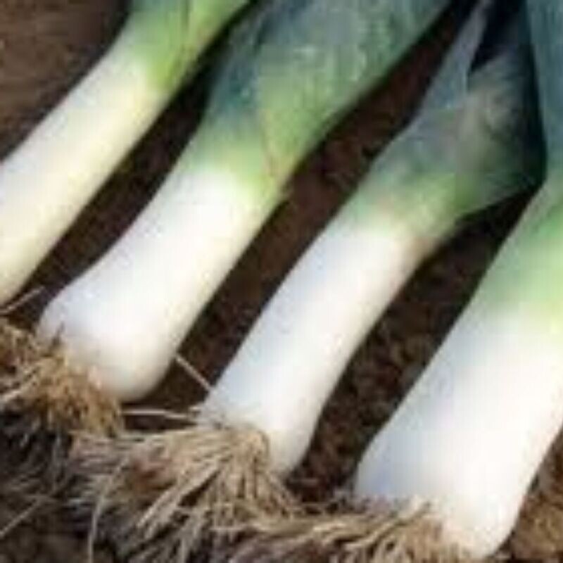 Leek - Elephant Seeds