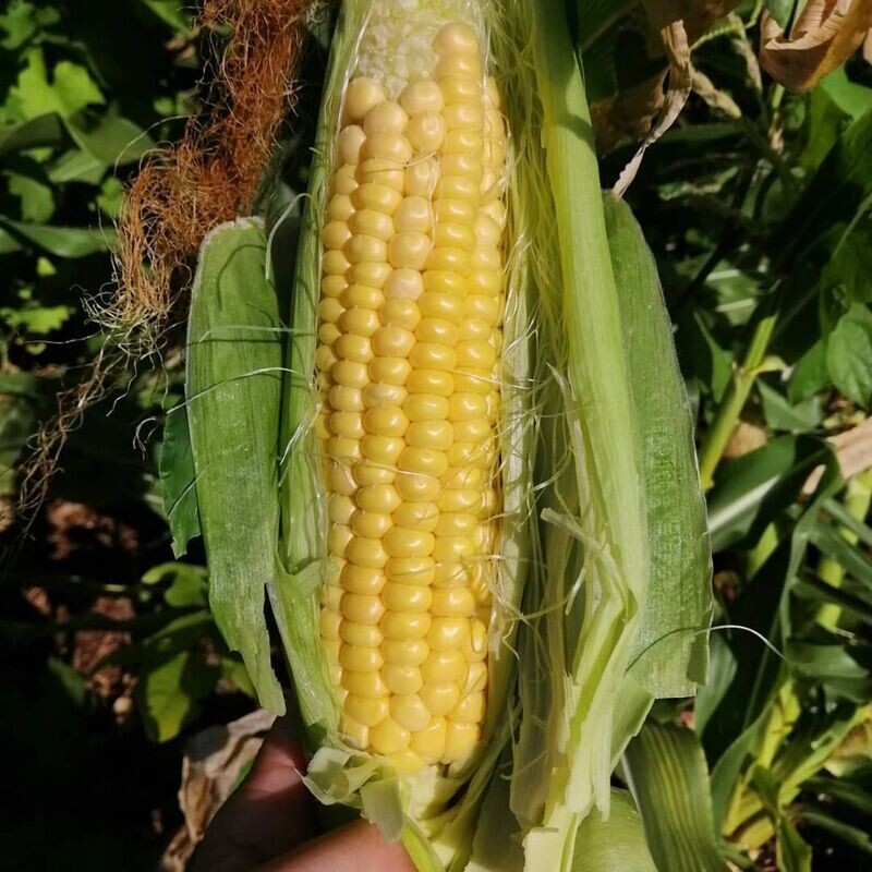 Corn - Golden Bantam Seeds
