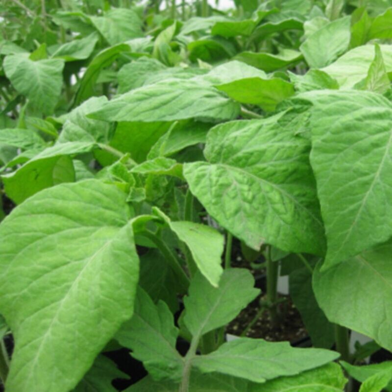 Tomato - Potato Leaf Seeds